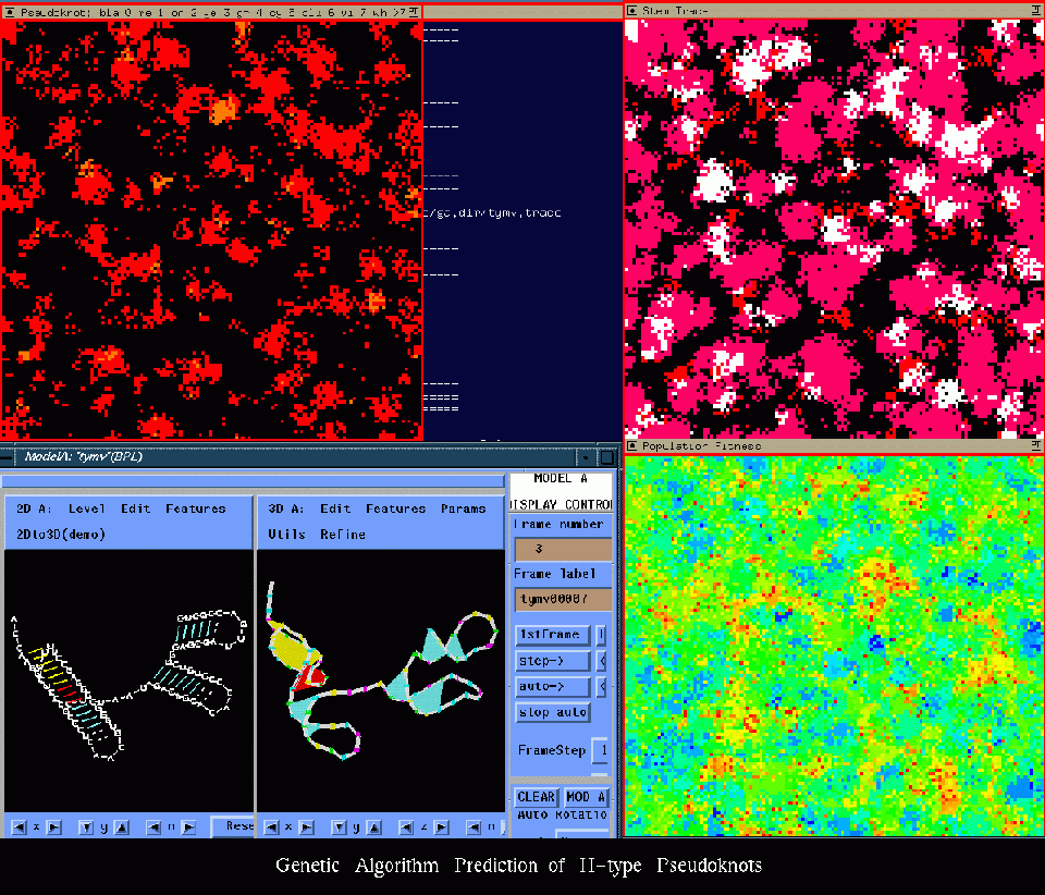 Genetic Algorithm Prediction of II-Type Pseudoknots