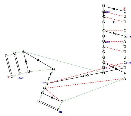 secondary structure of junction 1703