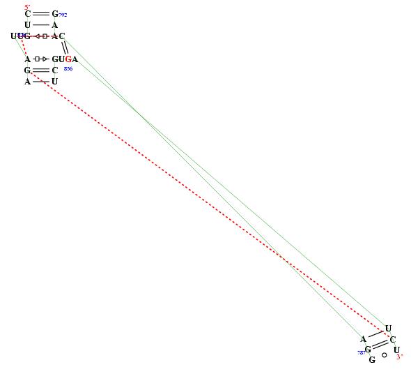 secondary structure of junction 2260