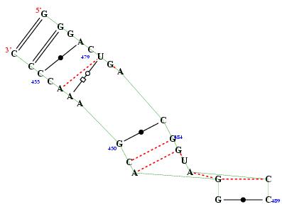secondary structure of junction 3257