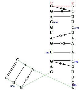 Hit refresh for a different example secondary structure of junction 4269