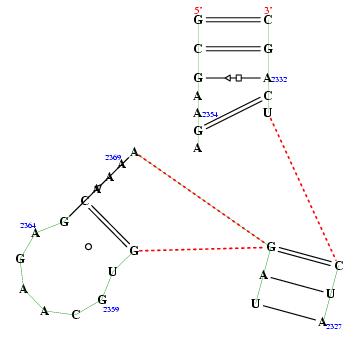 secondary structure of junction 5582