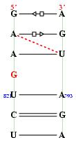 secondary structure of junction 9296